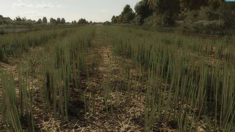 Rapeseed Texture v 1.0
