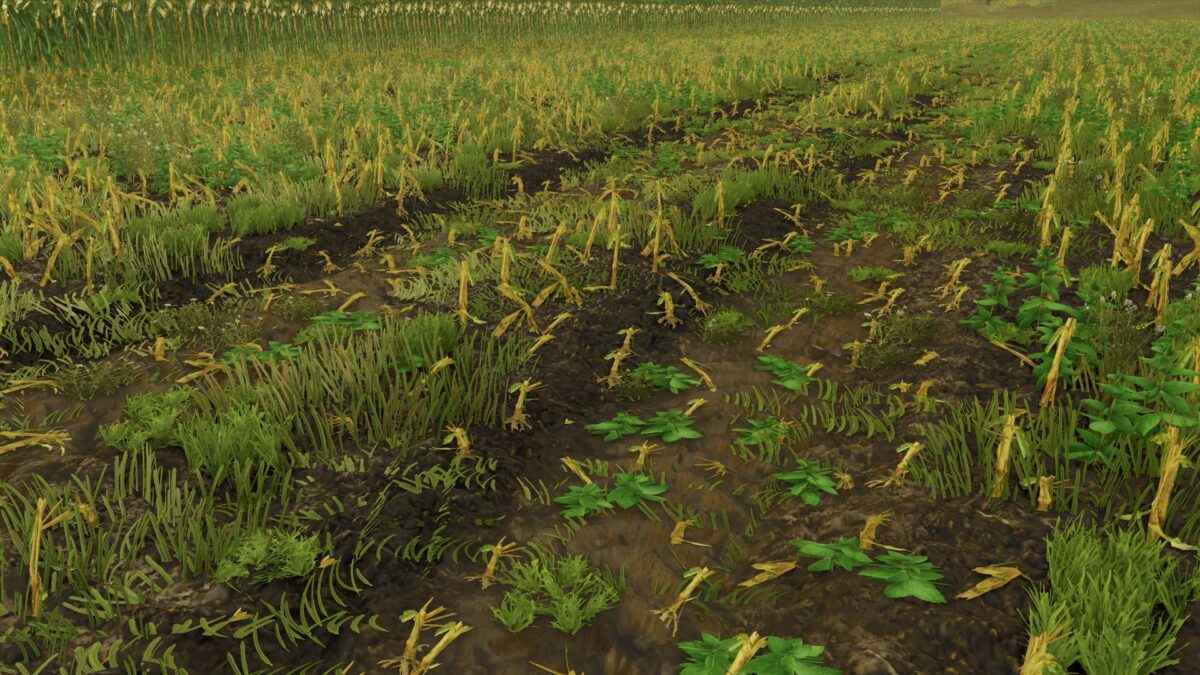 Maize Texture v 1.0