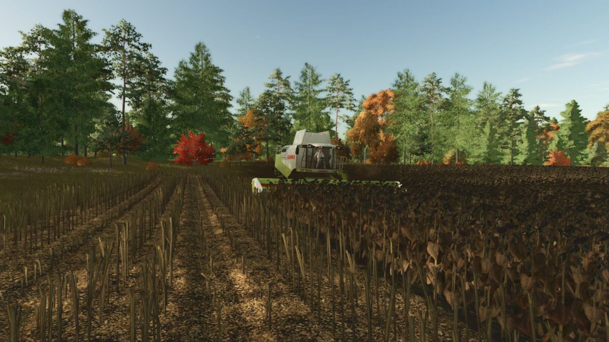 High Resolution Texture of cut Sunflower v 1.1