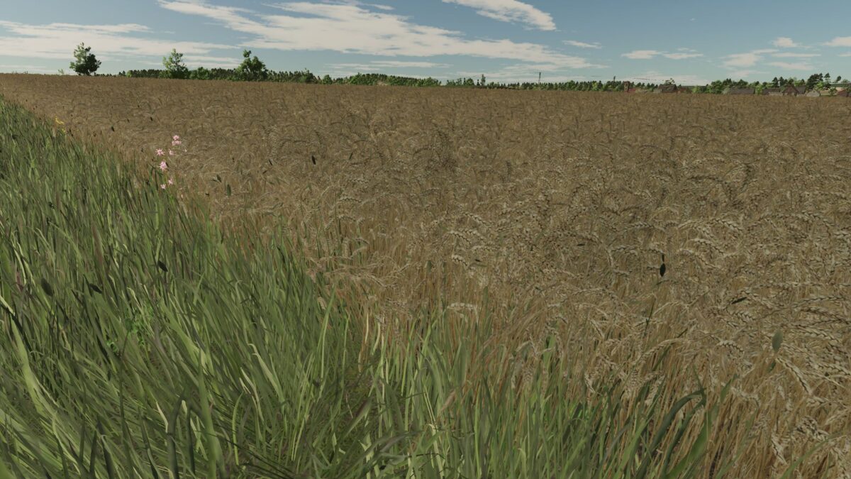 Realistic Texture of Ripe Wheat v 1.0
