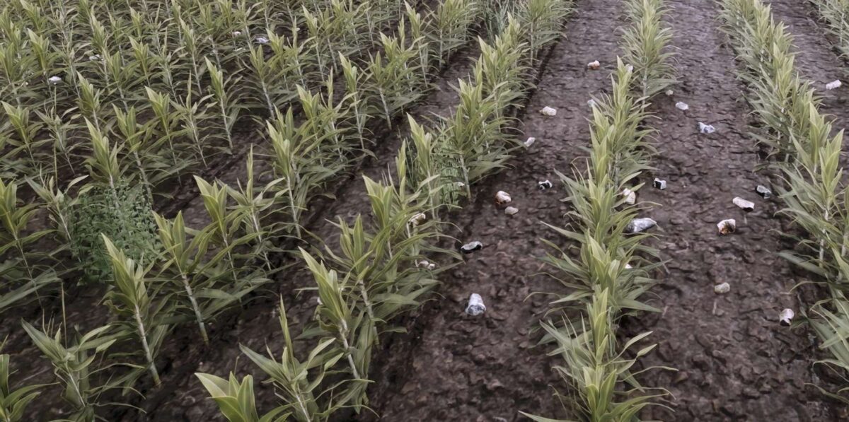 Weeds after Plowing v1.0